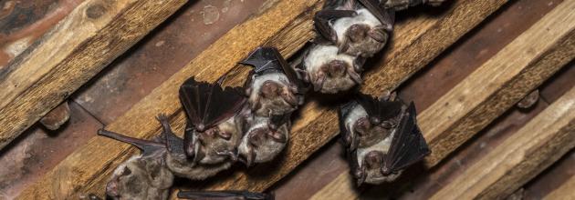 Fledermaus