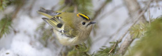 Wintergoldhähnchen
