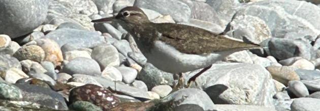 Flussuferläufer 26.4.26