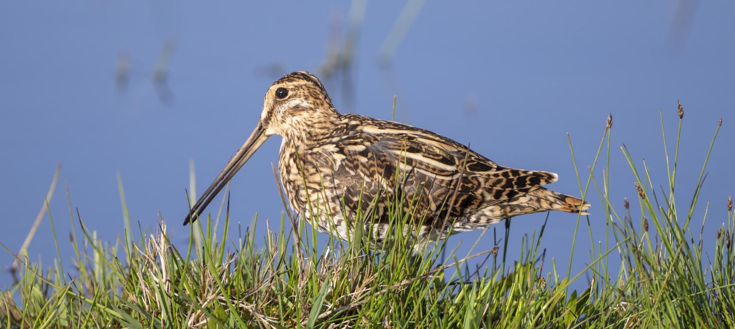 Bekassine Neeracherried