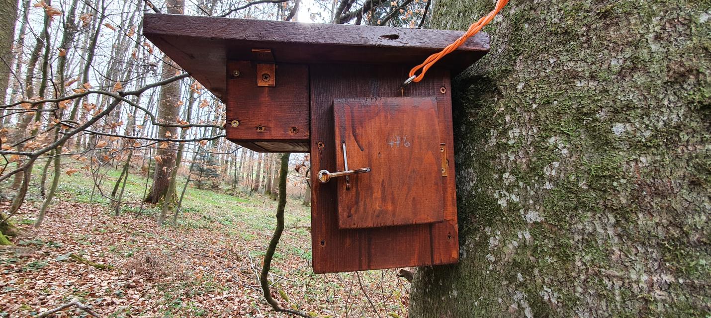 Nistkasten im Wald