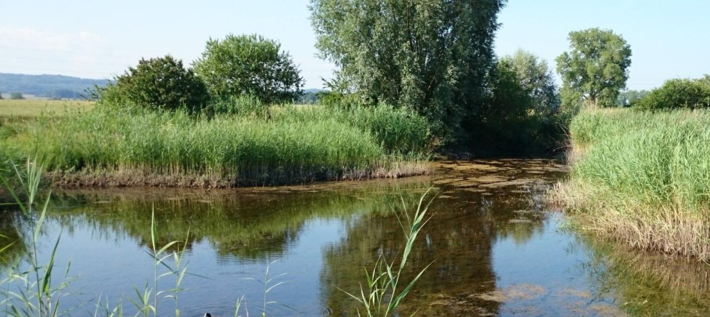 Foto Krümmi